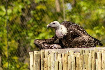 A vulture resting on a wooden plinth in a zoo exhibit. Vulture, big bird, beak, portrait.
