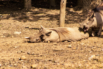 Resting African pig. African pig lying on the ground. African pig in zoo exhibit.