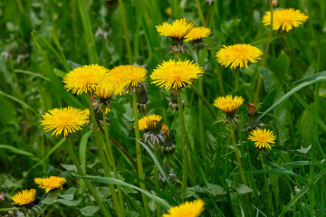 Yellow flowers of dandelions in green backgrounds