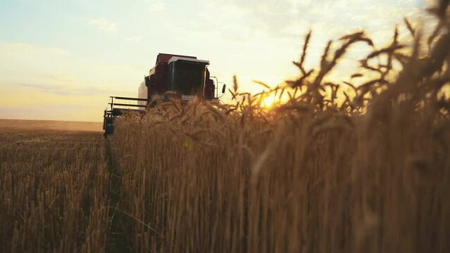 Working combine harvester harvesting ripe wheat on agricultural farm field at golden sunset. Farmland, harvest using modern machinery equipment. agricultural machine industry, agribusiness concept.