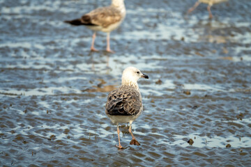 Bandar Abbas, Iran, January, Wintering young Heuglin Gulls (Larus heuglini) old and young birds on the shore of Strait of Hormuz among Caspian Gulls, Black-headed gulls.