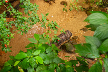 A small stream runs through the Tijuca Forest National Park, the largest urban park in the world, located in the Rio de Janeiro and offering environmental, cultural, tourist and leisure services