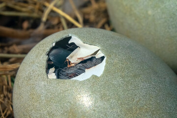 The process of hatching cygnets (Cygnus olor) from an egg. The chick made a hole in the solid shell...