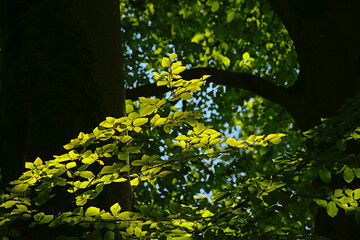 Nature detail of branches with sunny beech leafs in the summer forest 
