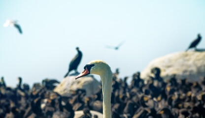 A mute swan (Cygnus olor, male) near nest among the sea islands, in a colony of seabirds. Baltic sea. Portrait of a white bird on a background of black birds
