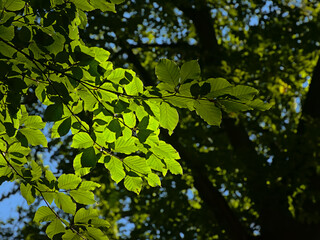 Nature detail of branches with sunny beech leafs in the summer forest 