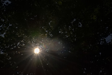 Sun shining through the dark foliage of a beech forest in Saint-Hubert, Ardennes, Walloia, Belgium 