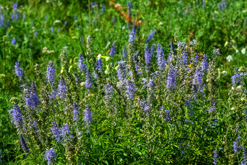 speedwell (Veronica spicata) on a seaside high-grass tail-stalked meadow. Islands of the Gulf of...