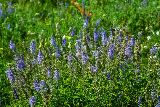 speedwell (Veronica spicata) on a seaside high-grass tail-stalked meadow. Islands of the Gulf of Finland, the Baltic Sea