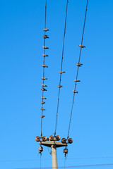 Pájaros parados en cables