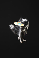 border collie dog playing frisbee disc