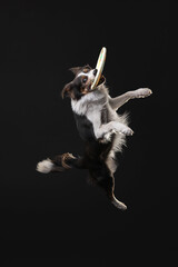 border collie dog playing frisbee disc