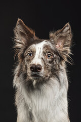 border collie portrait