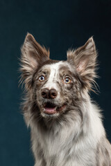 border collie portrait