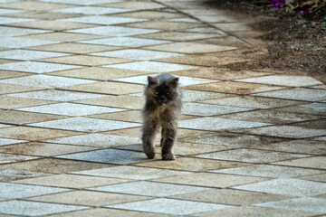 A stray kitten in the park. In a Muslim country. Animal in a sick state