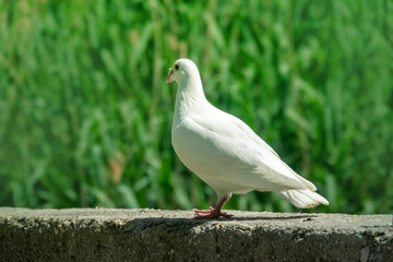A white pigeon. A breed of pigeons (turbit) like paloma. Bird of peace