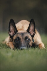 belgian shepherd dog