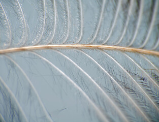 Downy duck feather, vexillum, undercoat , pinnula and quill. Keratins - horny substance can be subtle and graceful. Extreme close up