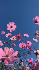 clear blue sky with pink cosmos flowers