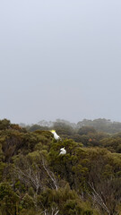Cockatoos on trees