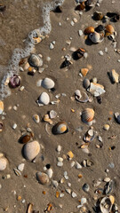 pebbles and shells on beach
