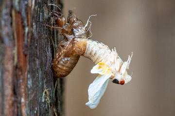 Cicada Emerging From Shell