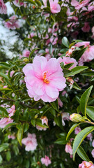 pink and white flowers