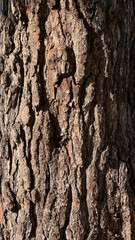 bark of a tree