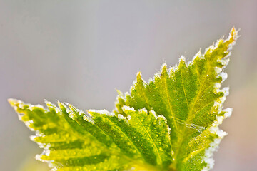 Freezer burn. The spring young foliage was covered with ice crystals after freezing overnight....