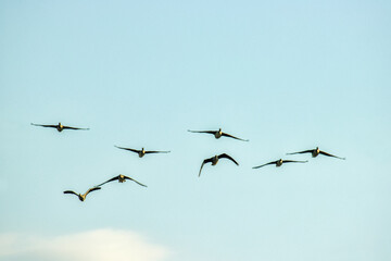 Bean goose (Anser fabalis) and white-fronted goose (Anser albifrons). Flocks of migrating geese in...