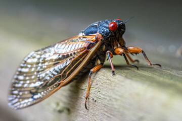 Adult Cicada Perched on Wooden Beam