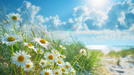 Summer background, daisies bloom on a sandy beach under a bright summer sky. Sunlight warms sea grasses and wildflowers. Ocean waves lap at the shore, creating a tranquil coastal scene - 811150098