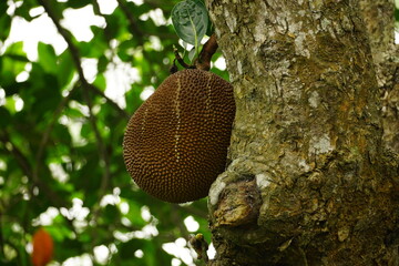 Jackfruit on a tree in the garden