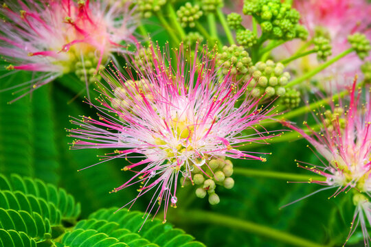 Pink siris, silk tree acacia (Albizia julibrissin) during the flowering period. A tree species introduced to the Crimea subtropics