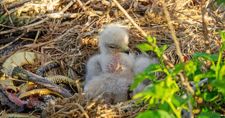 Long-legged buzzard (Buteo rufinus) nestlings are 5 days old, elder's eyes are open. Parents...