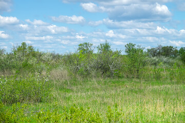 A plot of forest-steppe with blooming wild cherry and blackthorn. The type of biocenosis is close...
