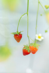 いちご農園の苺