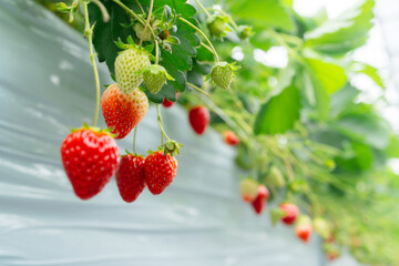苺農園の苺