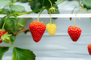 赤いイチゴと青いイチゴ