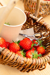 いちご狩りの籠