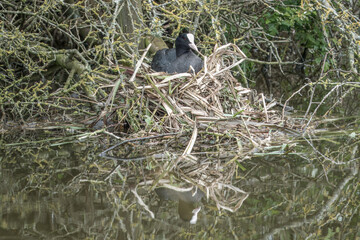 a coot an aquatic bird of the rail family with blackish plumage and lobed feet sitting on a nest in...