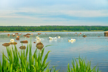 Territorial fights of male Mute swans (Cygnus olor) on the Gulf of Finland of the Baltic Sea