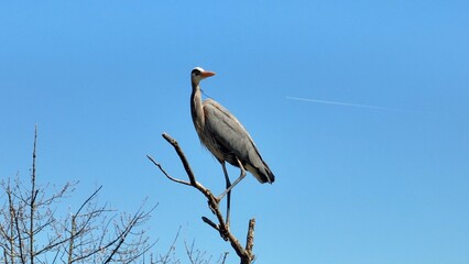 Wildlife landscape in nature with Blue Heron bird perched on tree branch against blue sky with sunshine in Springtime