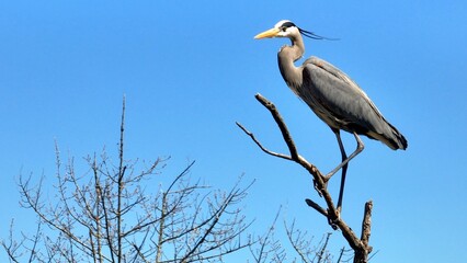 Wildlife landscape in nature with Blue Heron bird perched on tree branch against blue sky with sunshine in Springtime