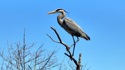 Wildlife landscape in nature with Blue Heron bird perched on tree branch against blue sky with sunshine in Springtime