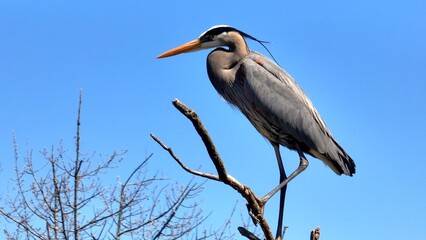 Wildlife landscape in nature with Blue Heron bird perched on tree branch against blue sky with sunshine in Springtime