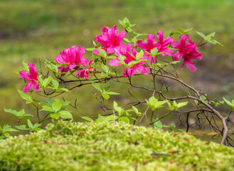 japanische Azalee auf Moos