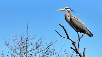 Wildlife landscape in nature with Blue Heron bird perched on tree branch against blue sky with sunshine in Springtime