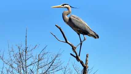 Wildlife landscape in nature with Blue Heron bird perched on tree branch against blue sky with...