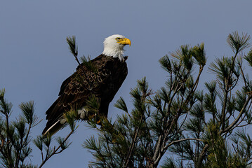 american bald eagle